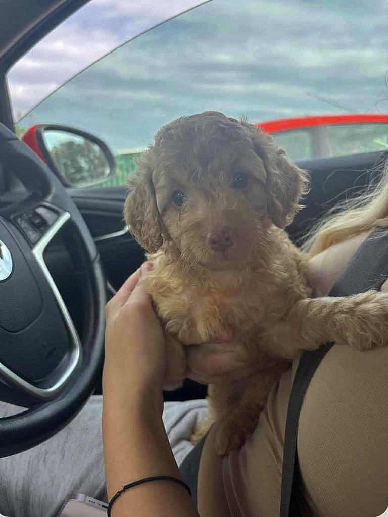 F2B Cockapoo puppy