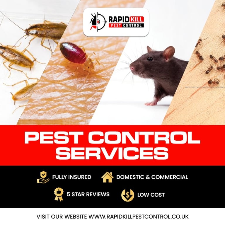 Chennai's Best Rat Control Services - 100% Safety Guaranteed
