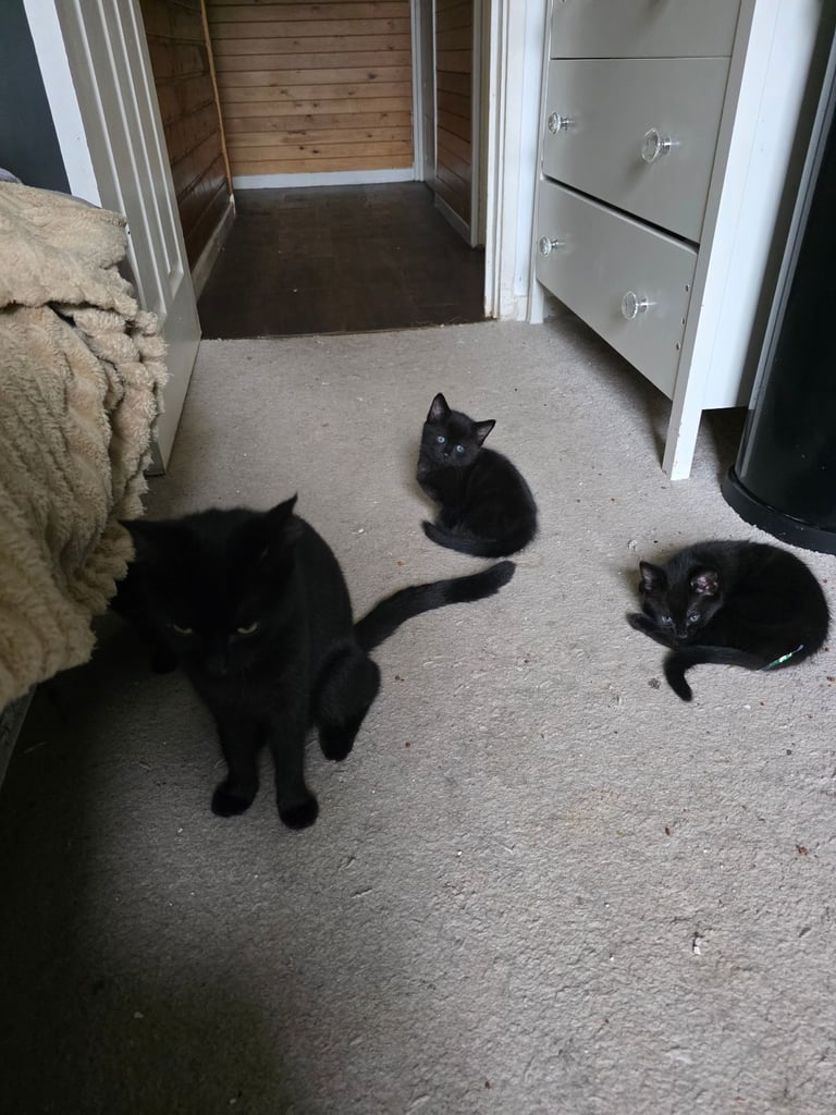 Kittens