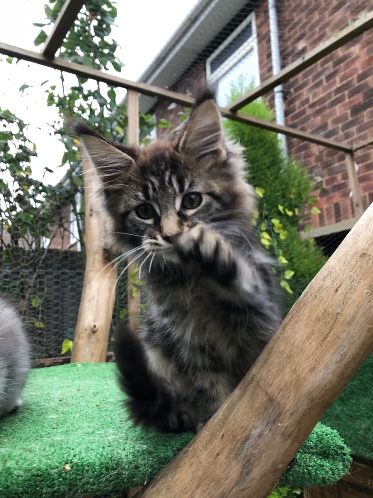 Maine coon kittens ready now