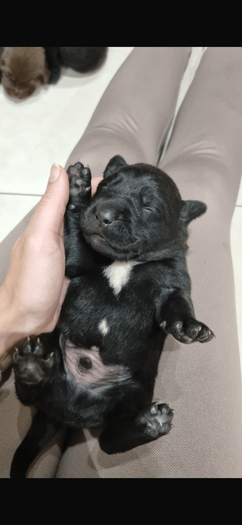 Chocolate Lab/Collie cross pups