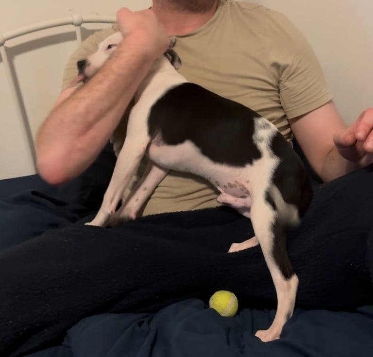 Staffordshire Bull Terrier Male Puppy