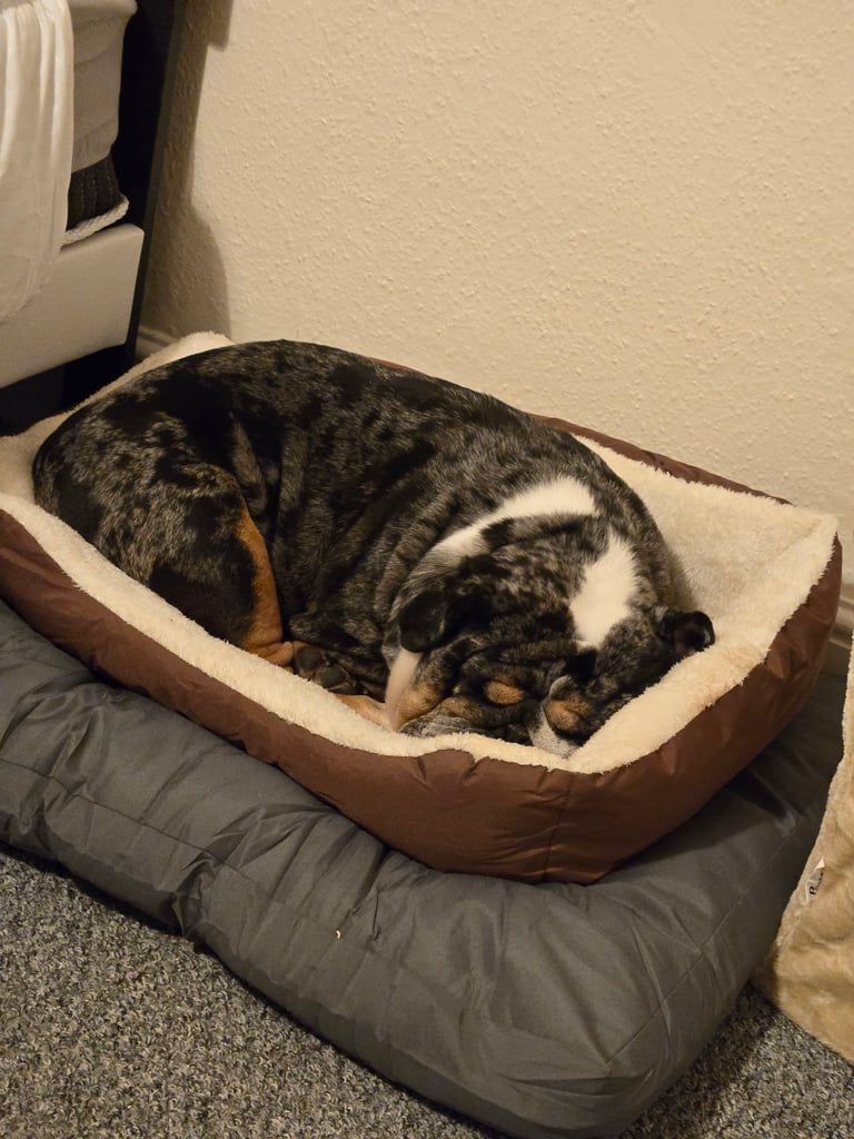 image for English Bulldog for Sale - Urgent