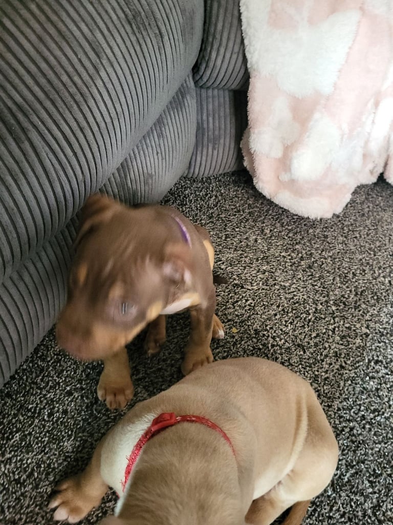 Staffordshire mix pup 