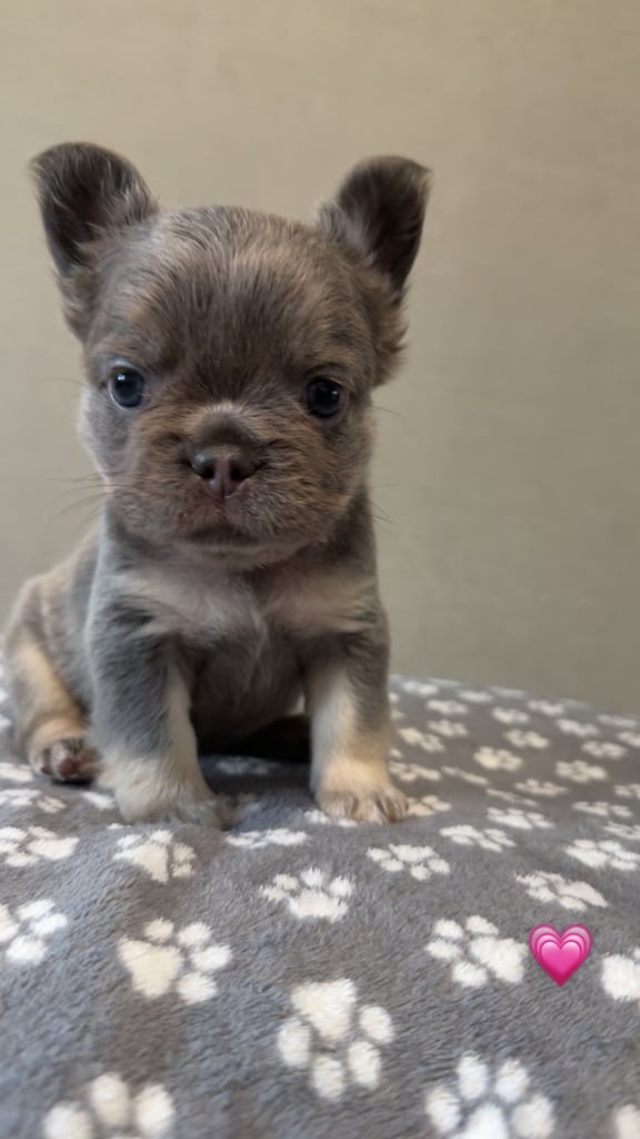 **Fluffy Frenchie’s**