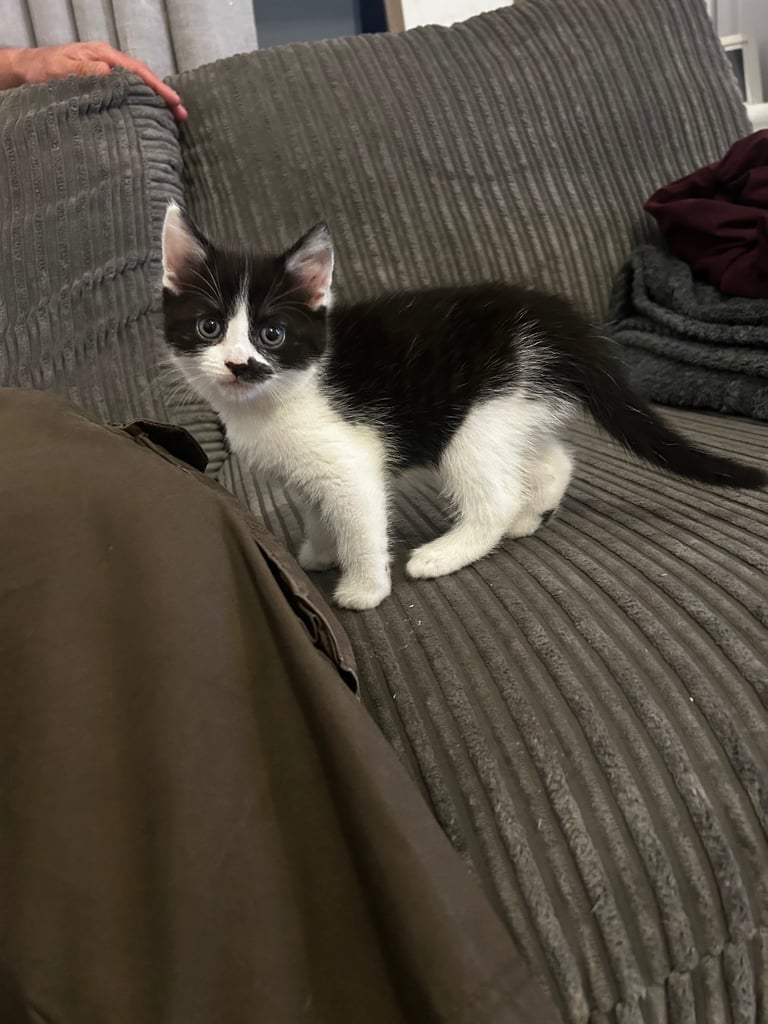 Kittens, 8 weeks, black and white, 1 x girl, 4 x boys, ready now 