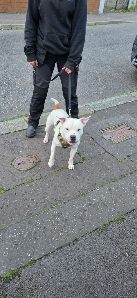 Male Staffy Needs a loving Home 