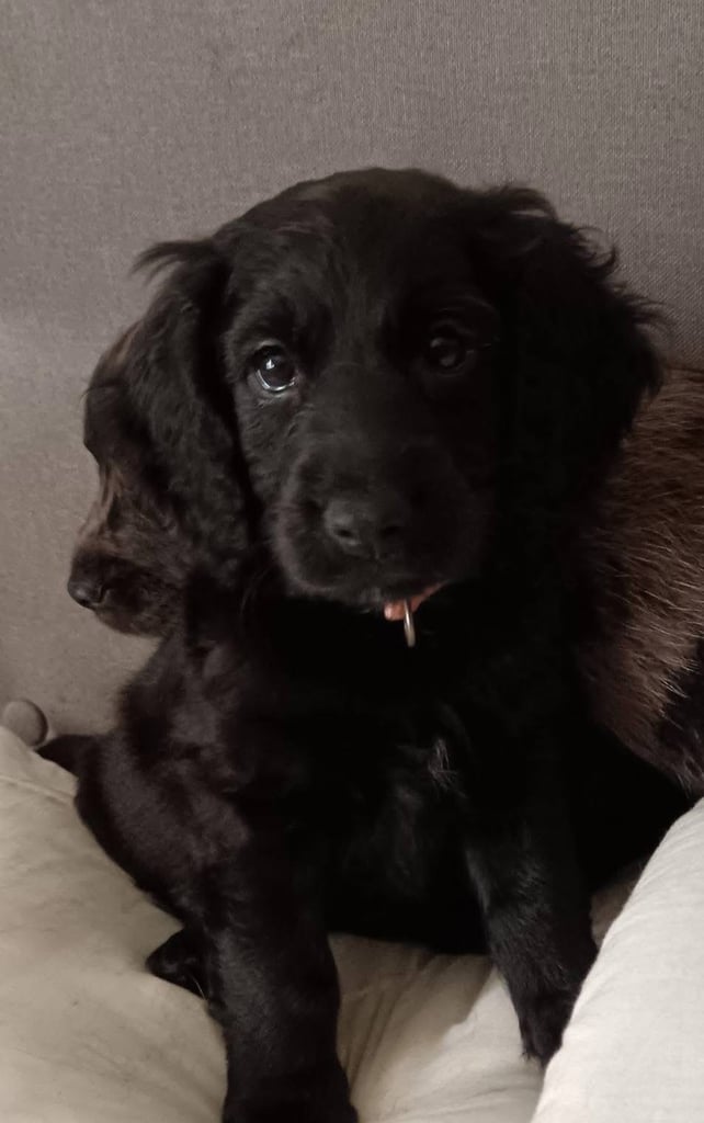 ✨Adorable F1B cockapoos🐶✨