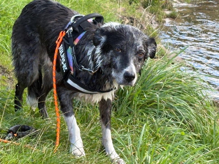 Murphy blue merle border collie