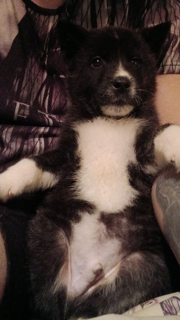 Dogs Puppies for Sale in Telford, Shropshire Gumtree