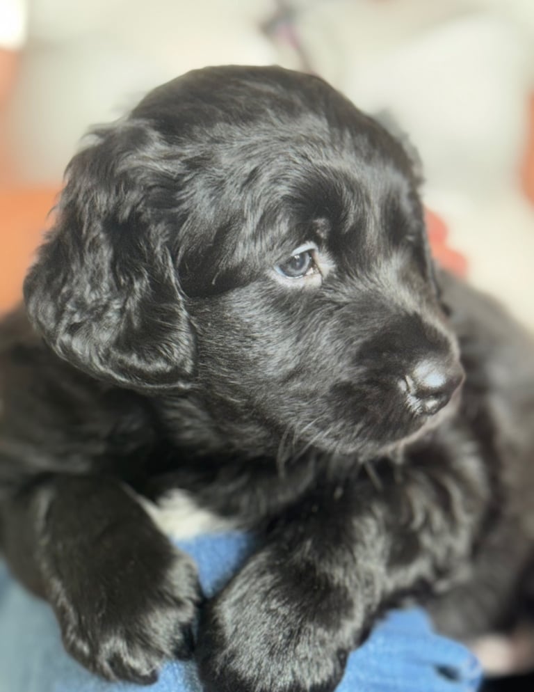 🐾 Adorable Labrador x Collie Puppy Looking for His Forever Home! 🐾
