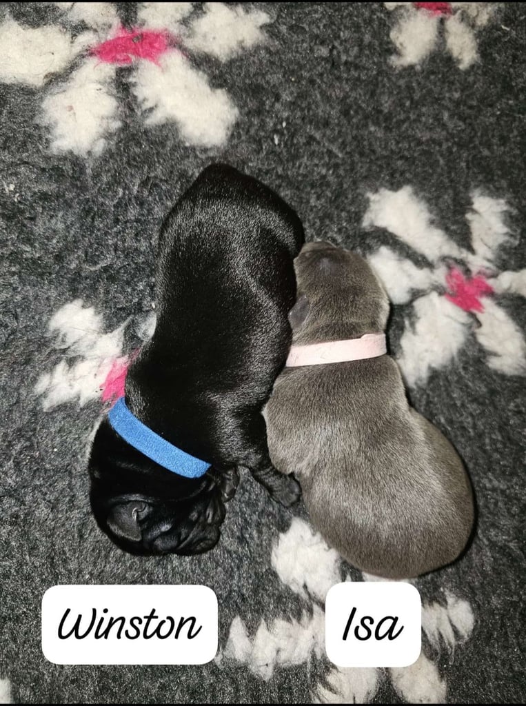 Ch Rampage grand pups