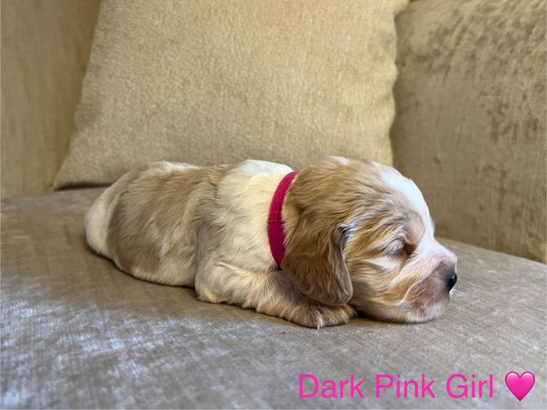 ✨ Show Cocker Spaniel Puppies For Sale ✨