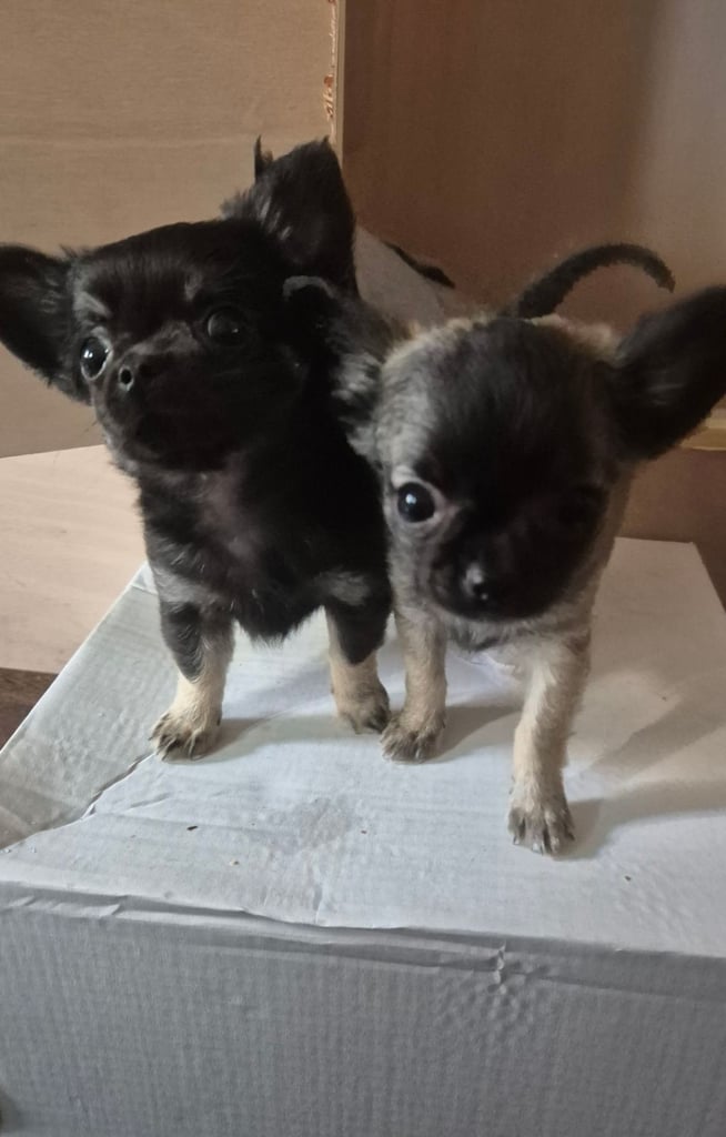 image for Chihuahua Puppies for sale