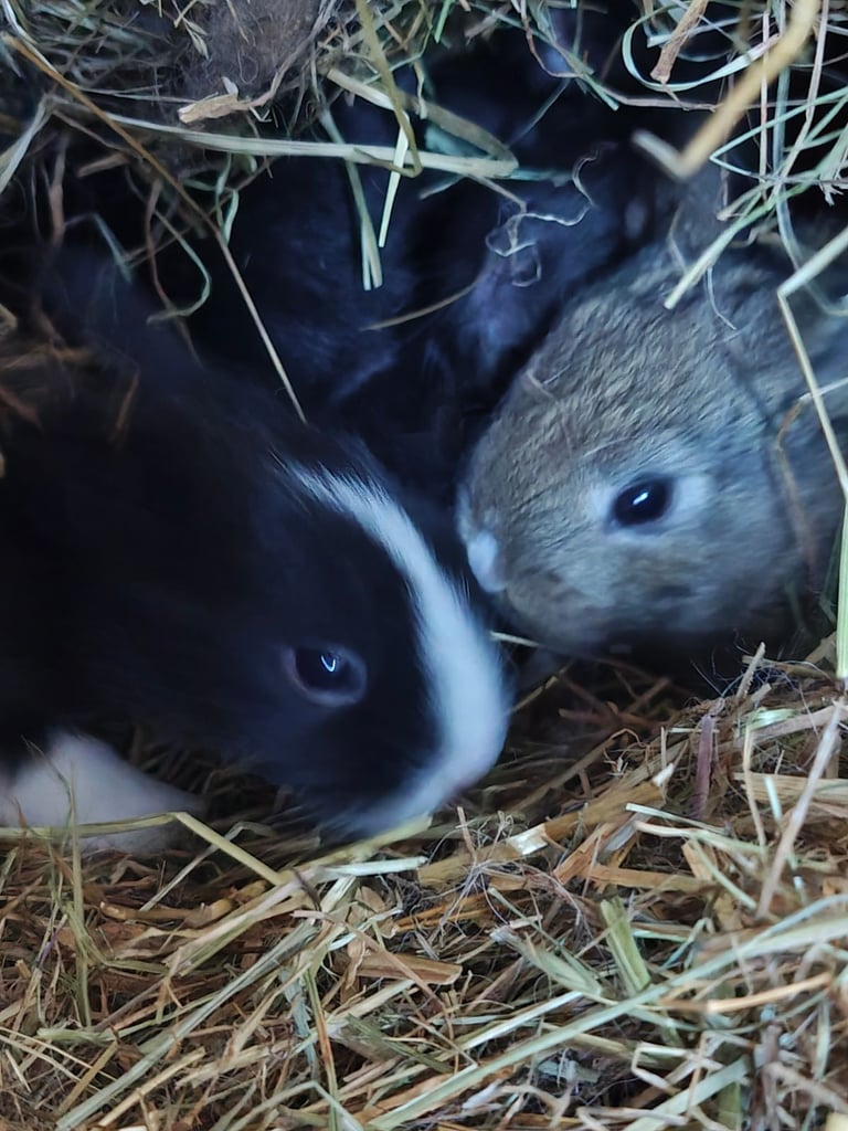 Baby rabbits