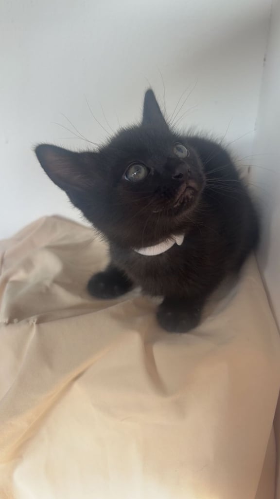 Kittens (read description)