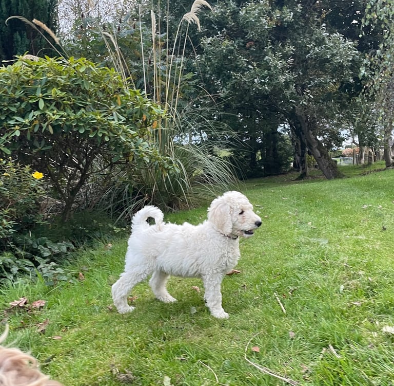 Standard poodle - update - last girl and 3 boys 
