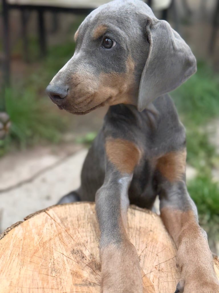 Euro Bred Doberman Puppy’s DNA Health-Tested