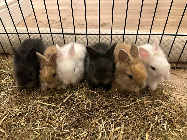 Double Maned Lionheads