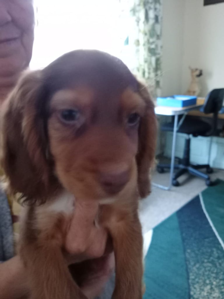 image for Beautiful tri colour cocker spaniel 