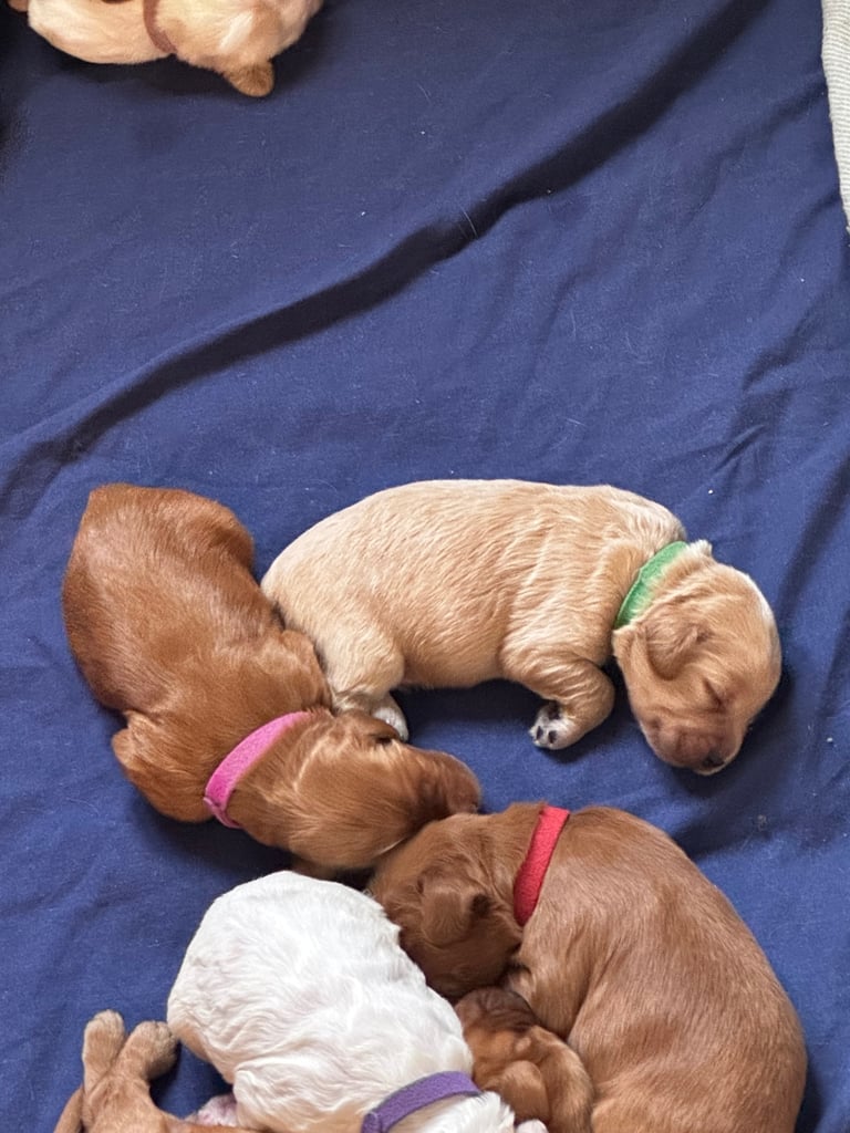 Adorable F1 Cockapoo Puppies Ready Soon! 🐶