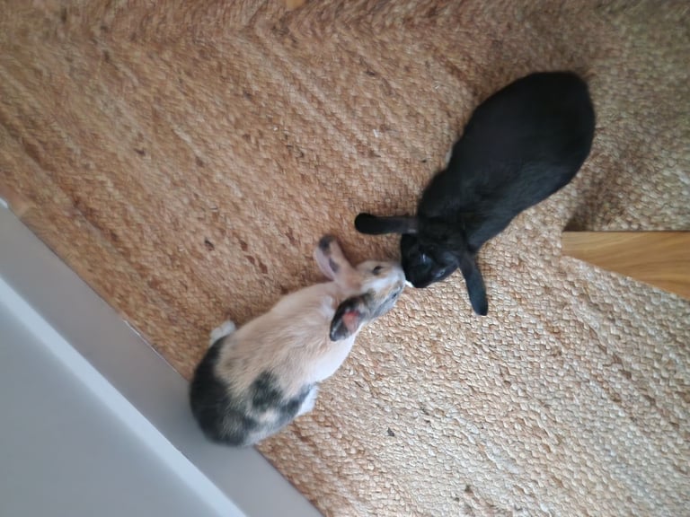 2 Dwarf Lop Baby Bunny sisters £30