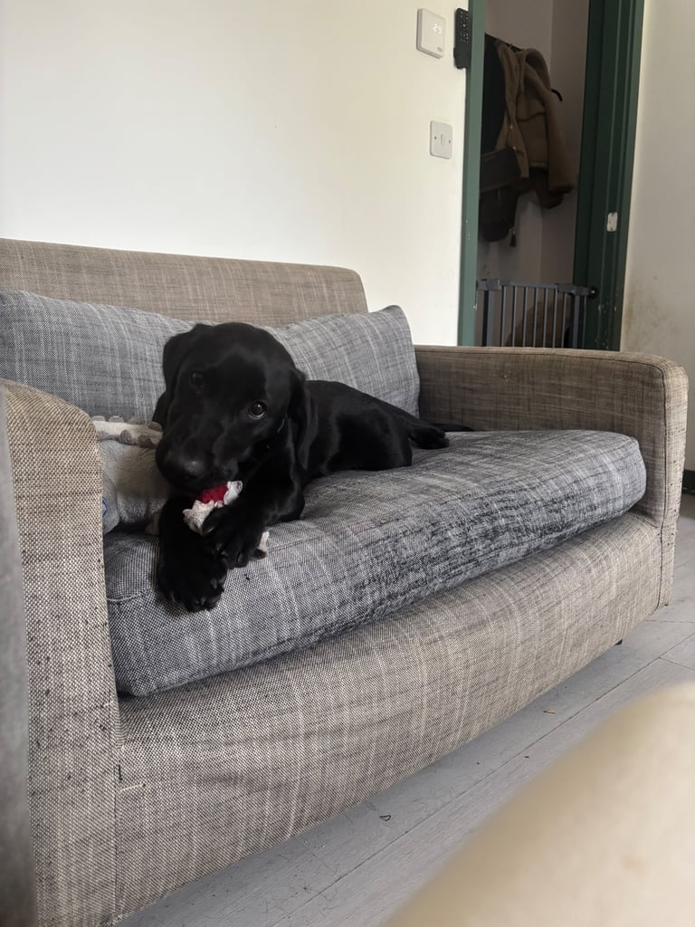 image for Labrador 