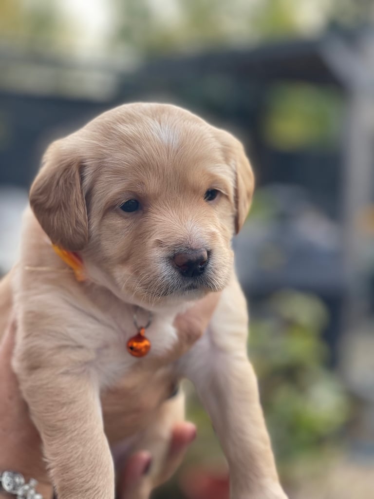 Australian Labradoodle Puppy