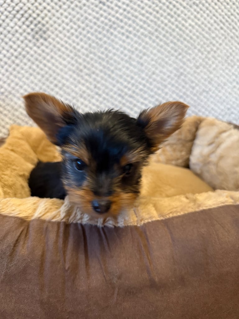 Stunning Yorkshire Terriers for sale