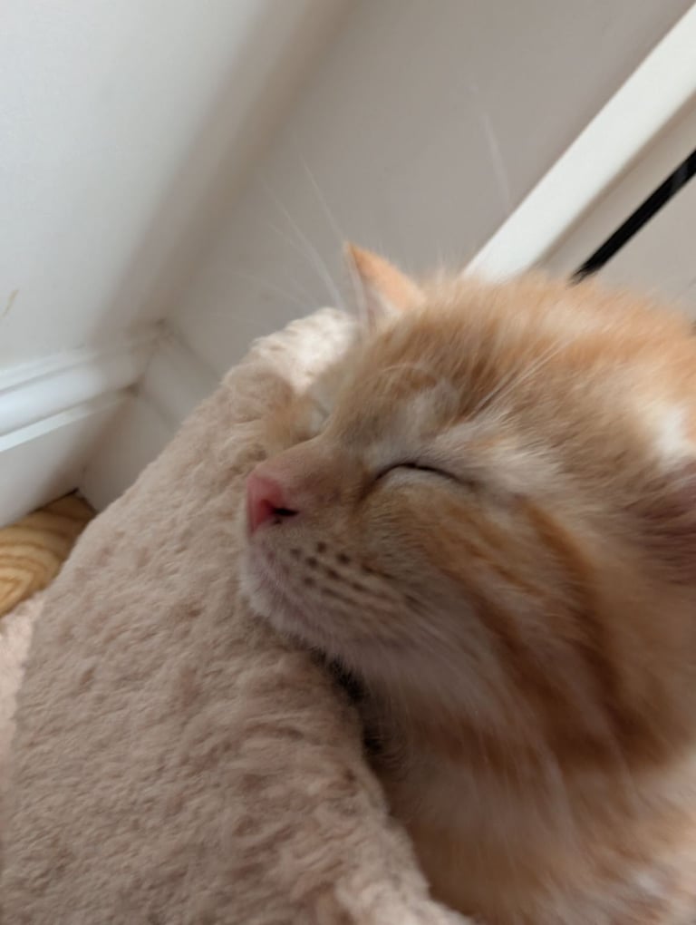 Adorable kittens looking for new homes