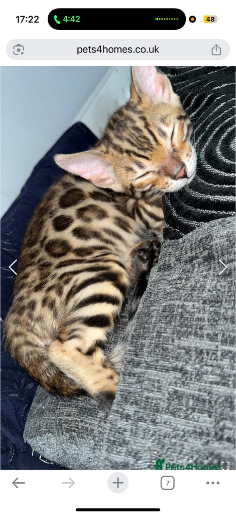 Bengal kitten male (500 reduced offer today)