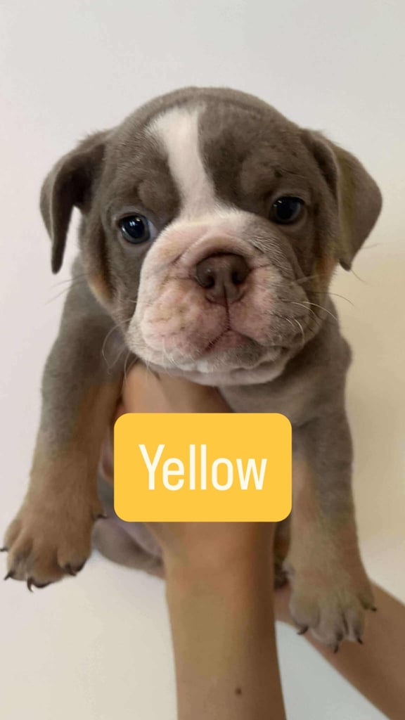 Stunning English Bulldog Puppies 