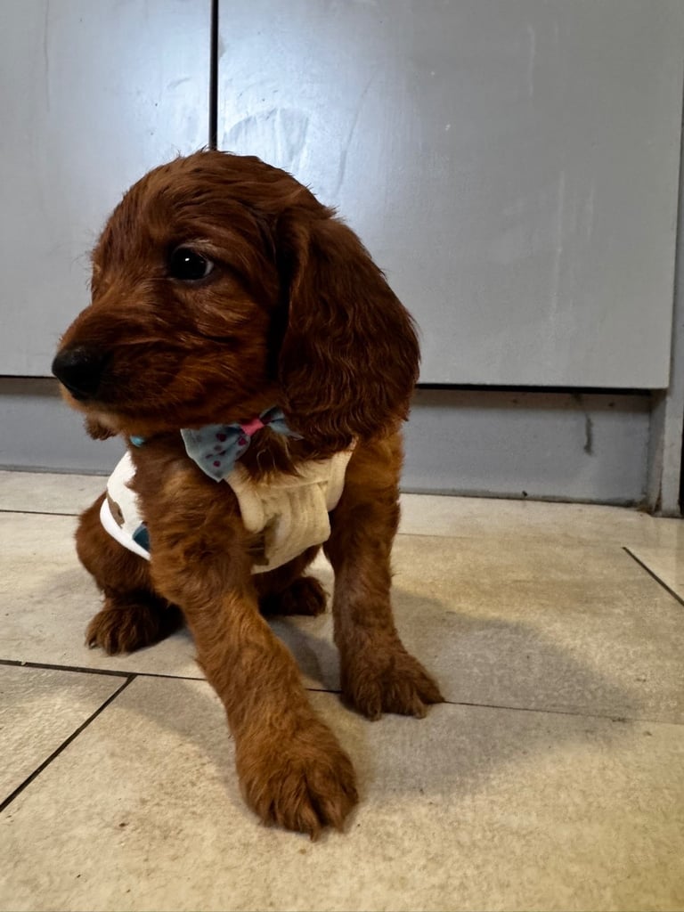 One boy bear left 💙