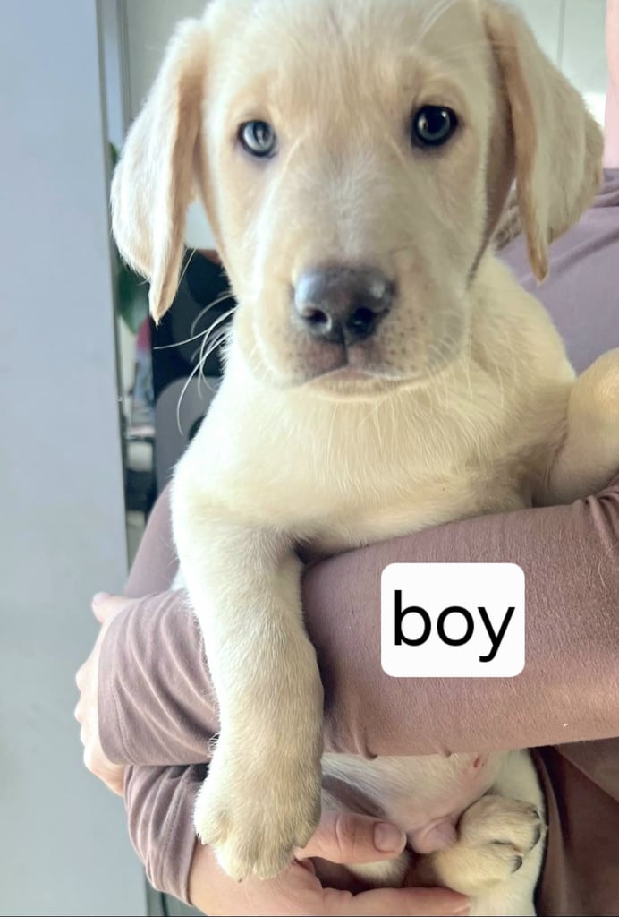 Ready for their forever homes Gorgeous top pedigree charcoal champagne Labrador