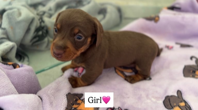 chocolate dachshund puppies🤎🍫✨