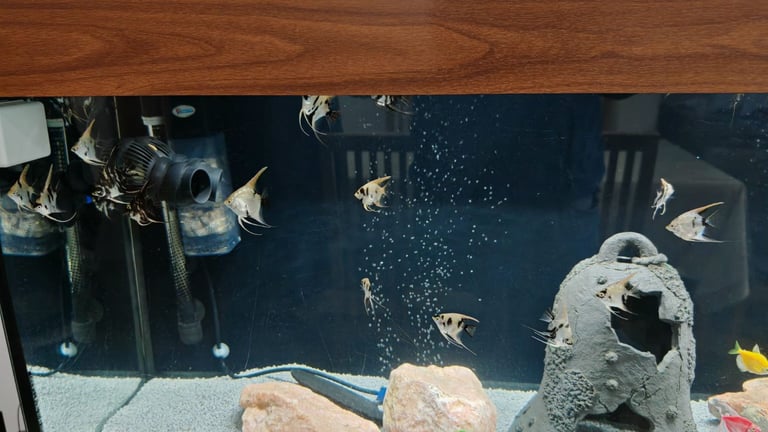 Beautiful Angelfish marble