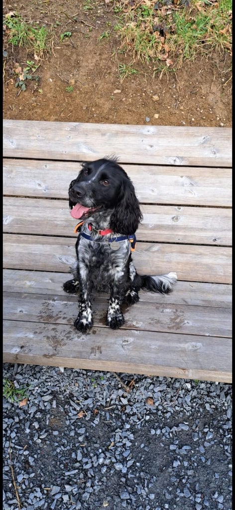image for Cocker spaniel puppies