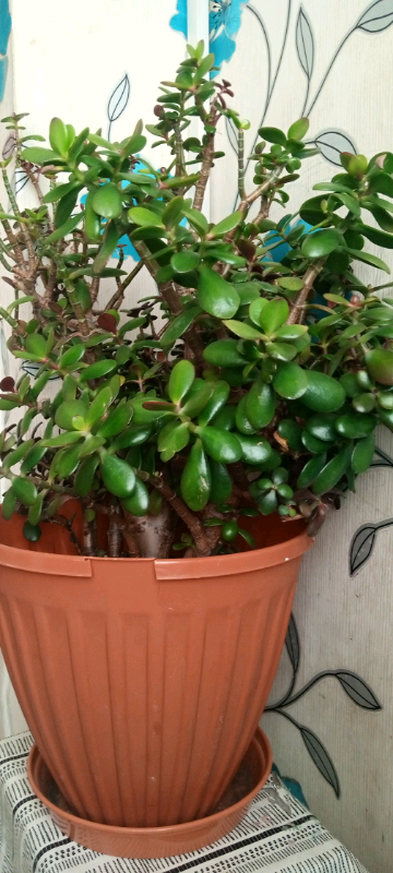 image for Jade / money plant 