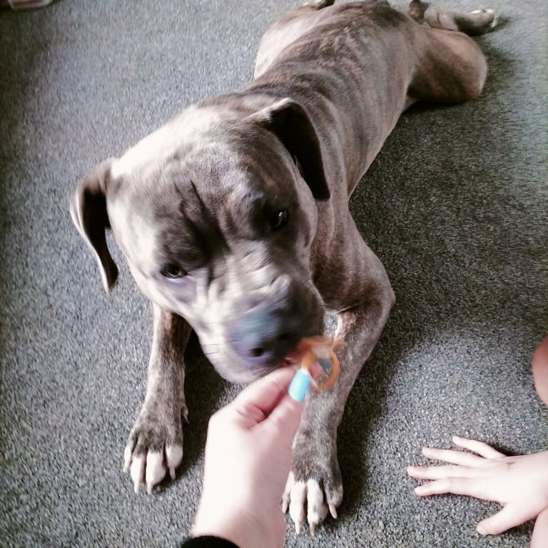 image for Dog. Staffy cross