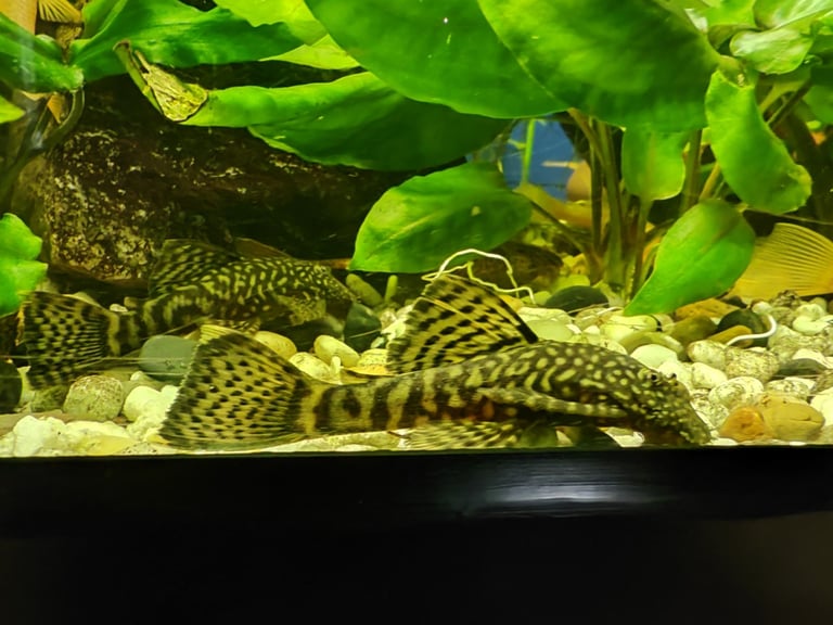 Tropical fish guppy and bristlenose pleco 