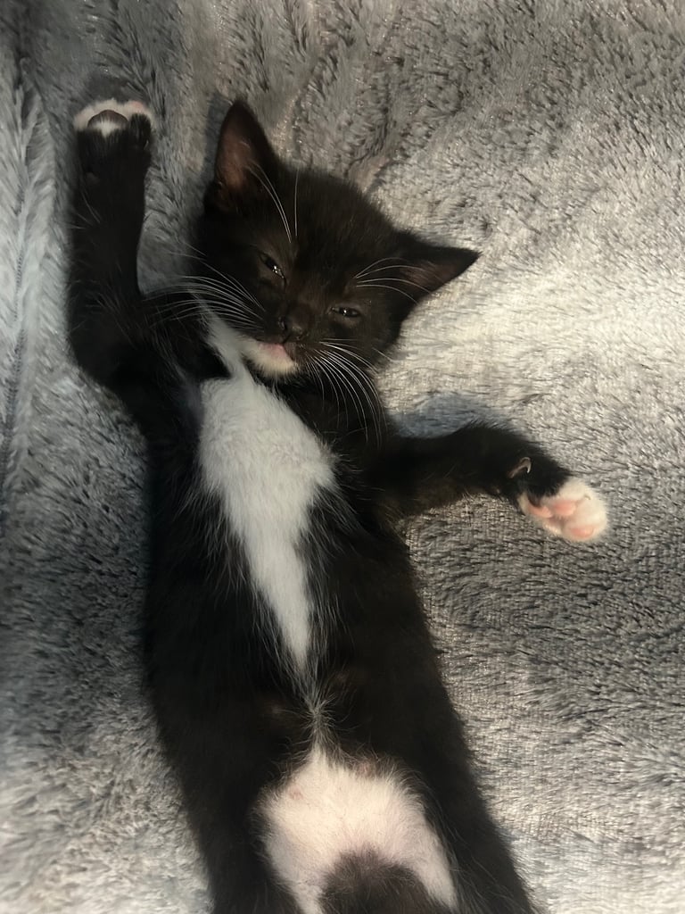 Kittens for sale 🐈‍⬛ 