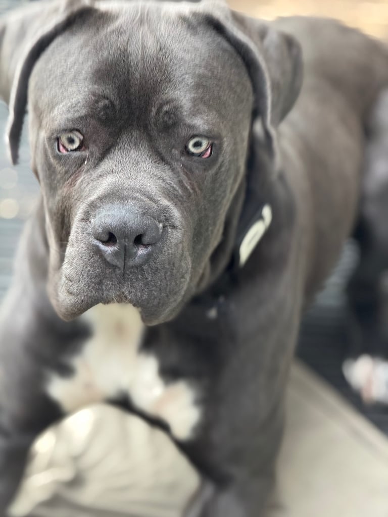 Cane corso male 10 month 
