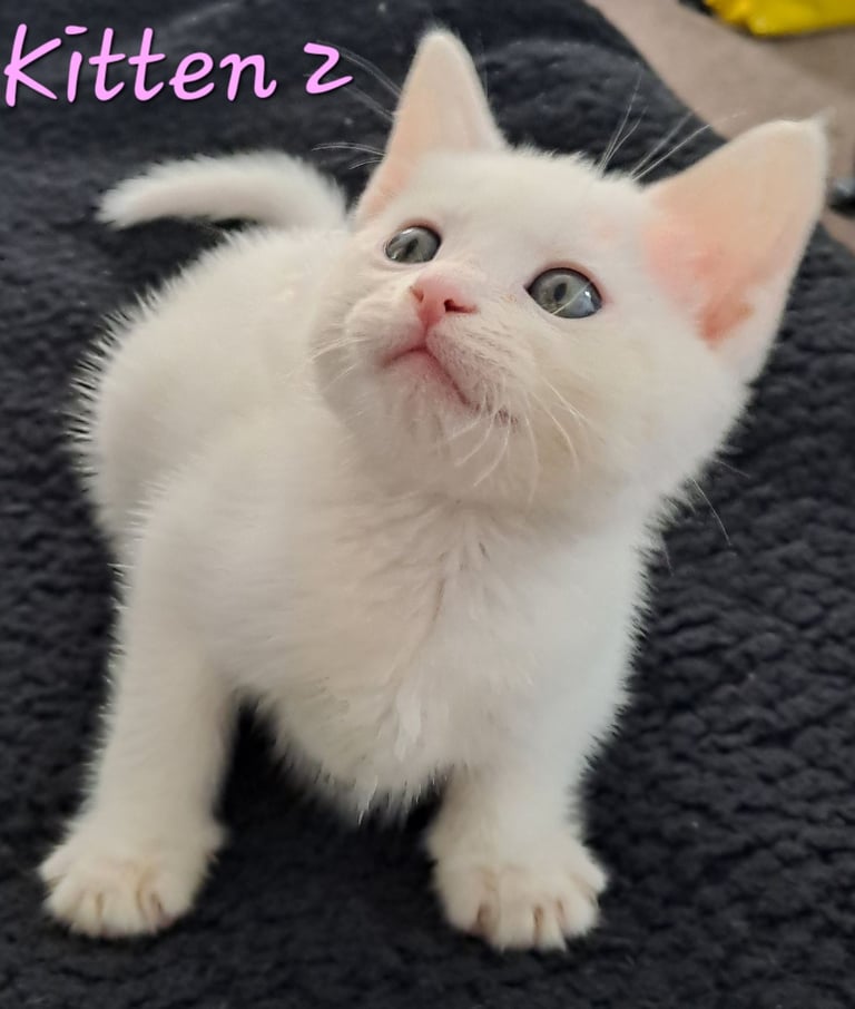 4 Stunning kittens for sale