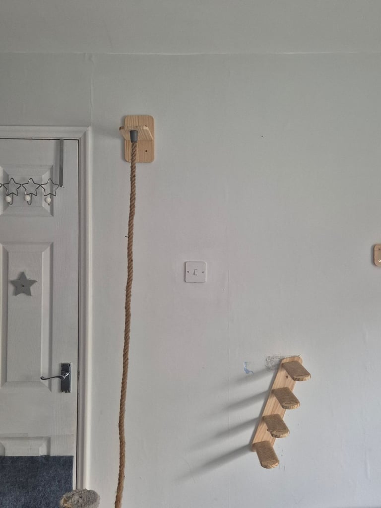Cat climbing rope