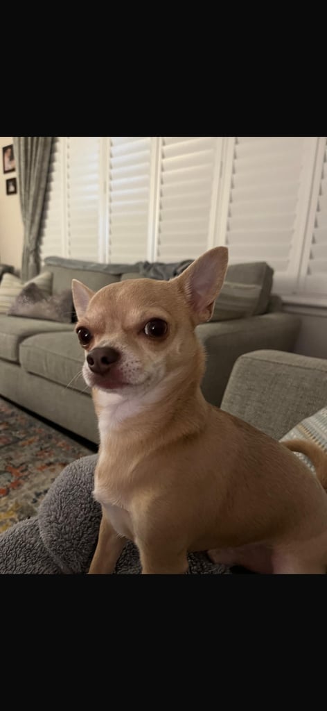 image for Vili looking for his forever home. 