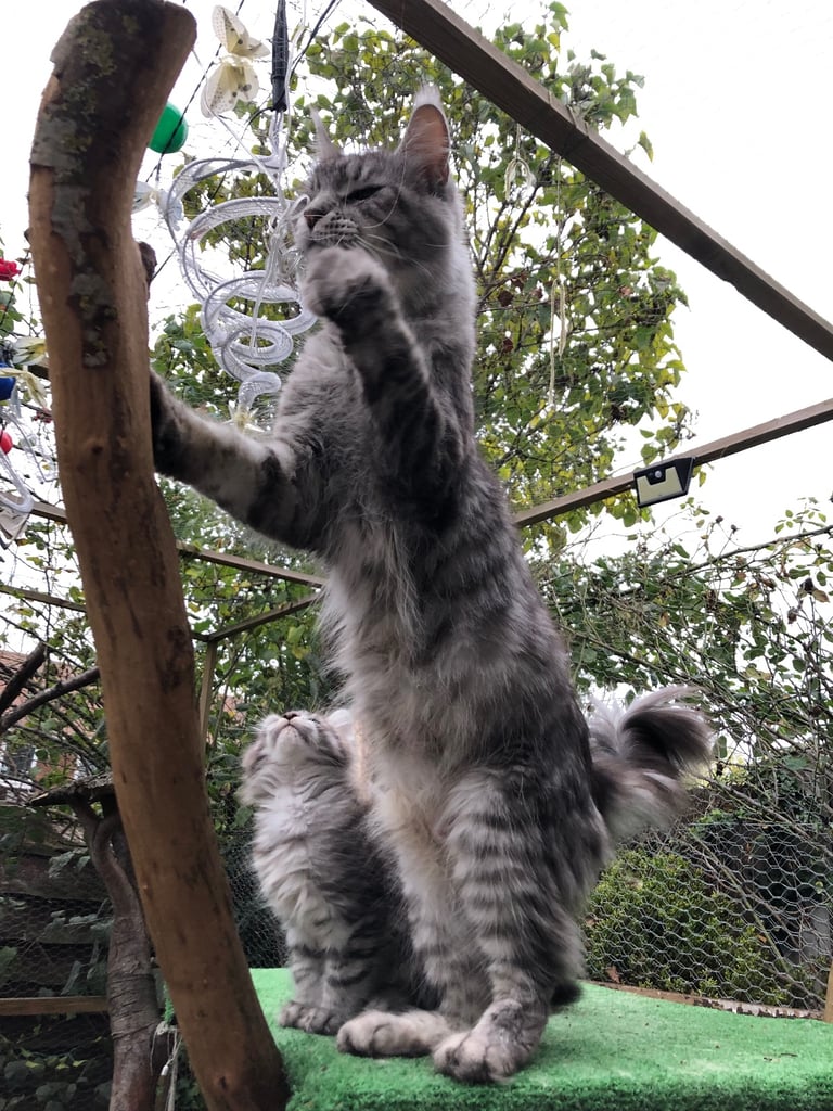 Maine coon kittens ready now