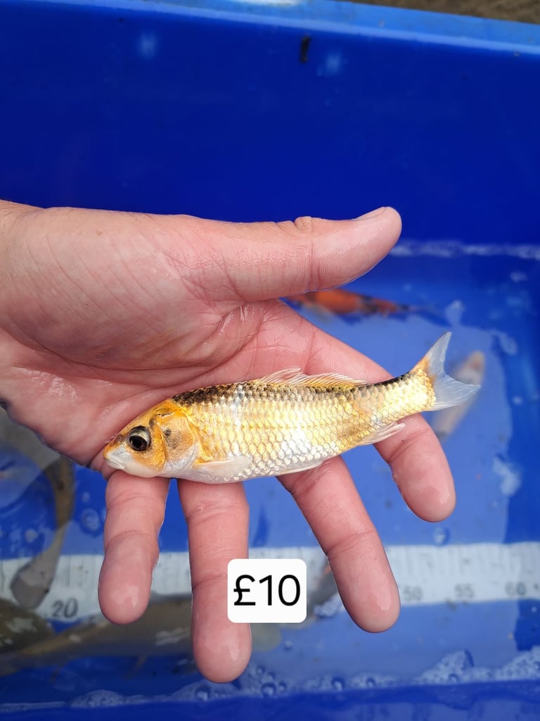 Koi for sale