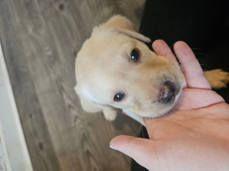 Beautiful Yellow Labrador Puppies for Sale