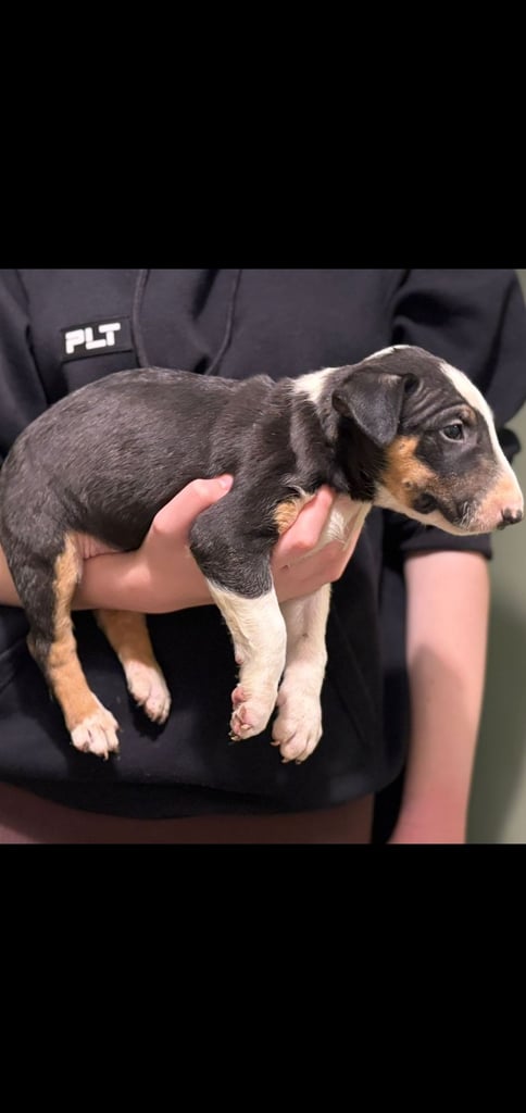 💥ENGLISH BULL TERRIER PUPS 💥