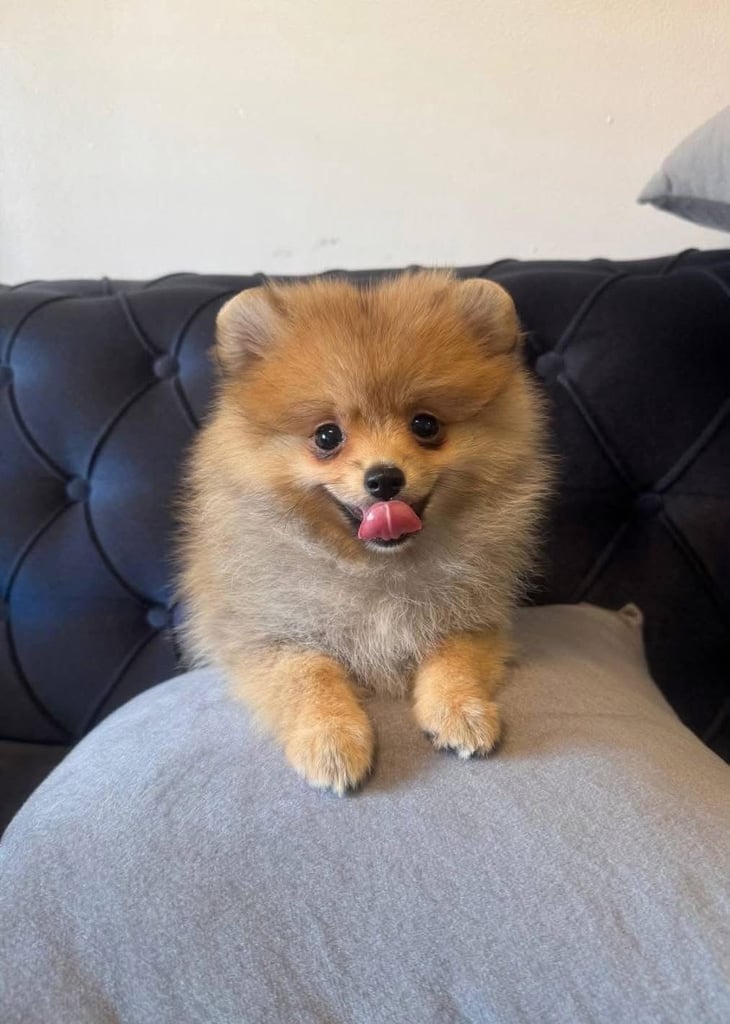 image for Beautiful Pomeranian girl 